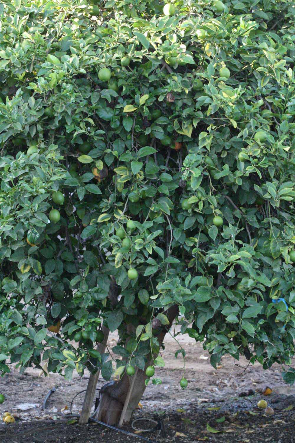            Habit (Riverside, CA)   